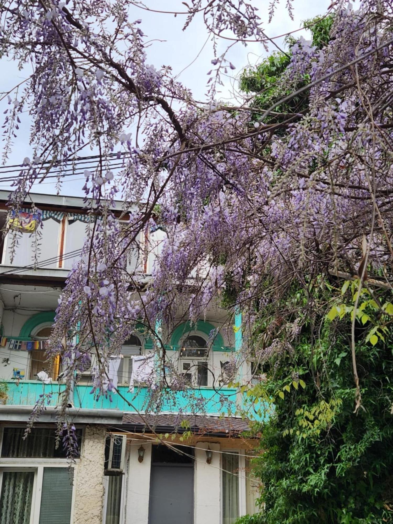 Green Stairs Guest House تبليسي المظهر الخارجي الصورة