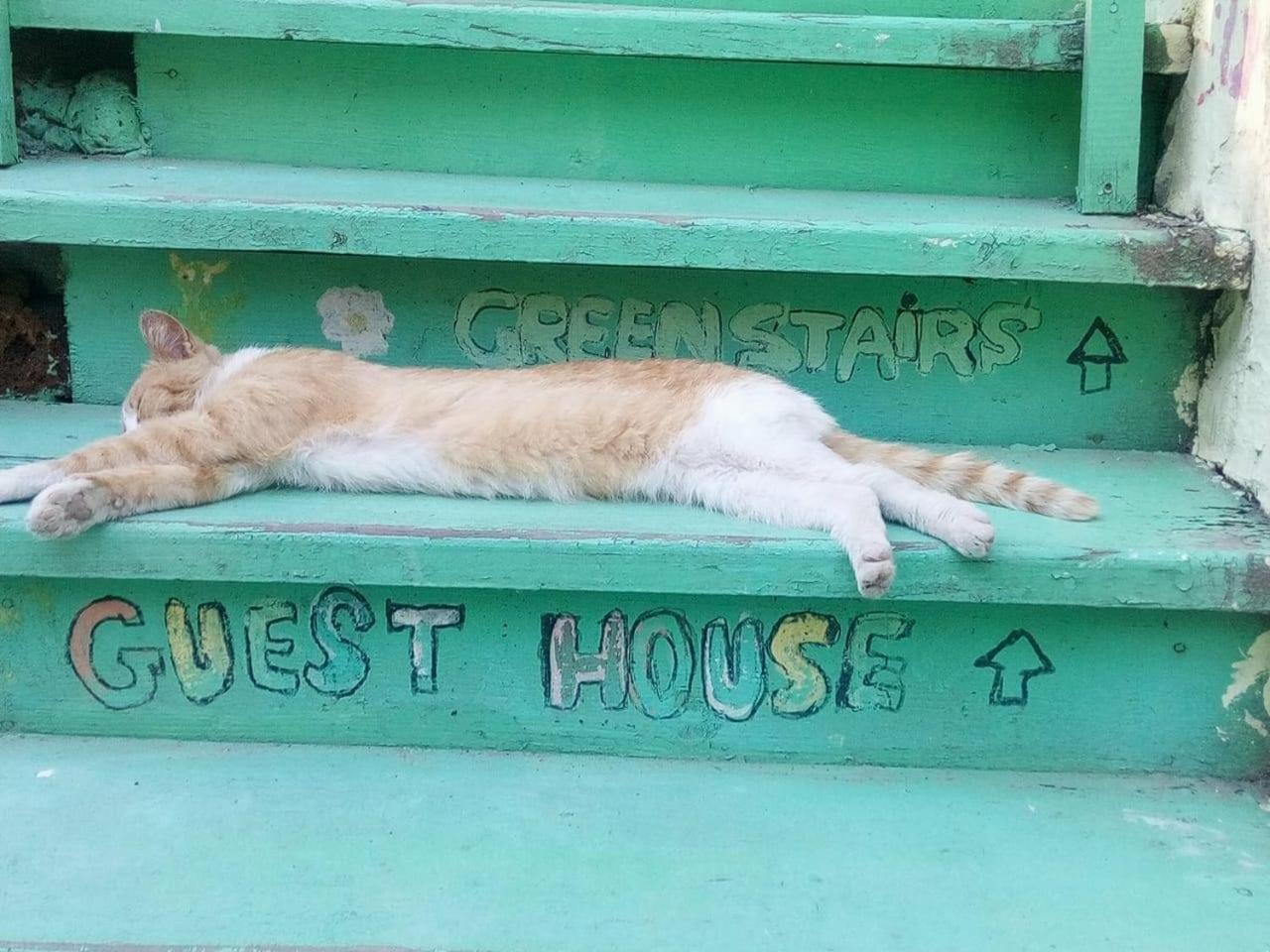 Green Stairs Guest House تبليسي المظهر الخارجي الصورة